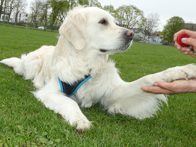 Clickertraining Hund Übungen für Anfänger Mia gibt Pfötchen