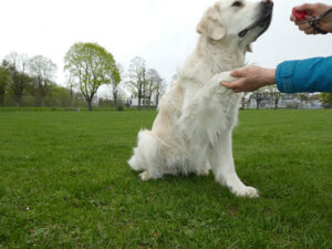 Mia Clickertraining Hund Übungen