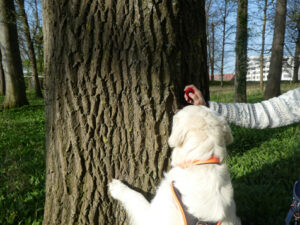 Clickertraining mit Hund Mia 