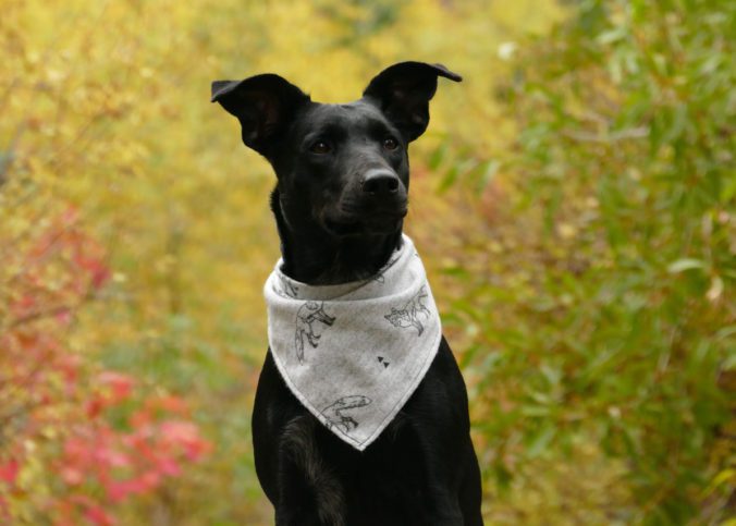 clickertraining hund anfänger