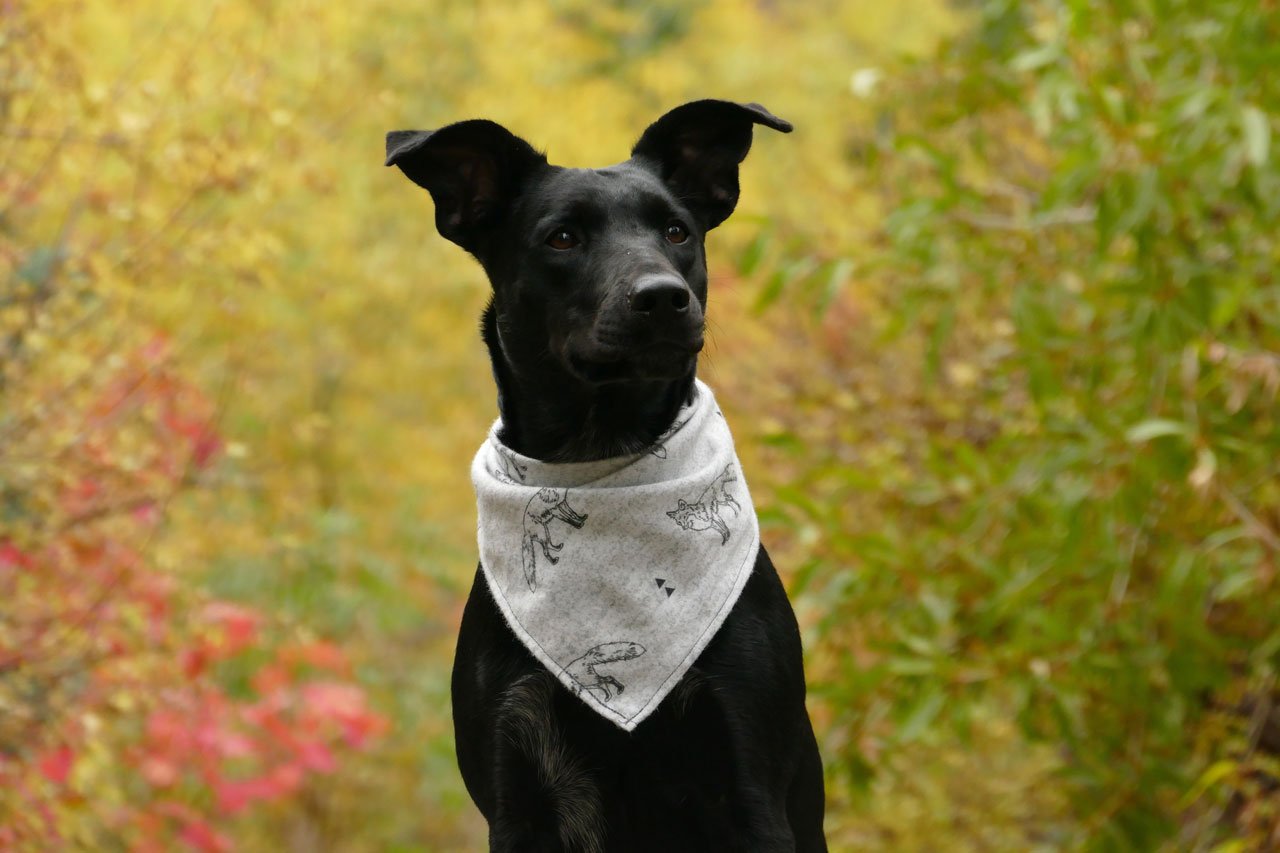 clickertraining hund anfänger