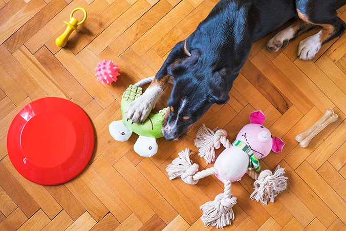 Intelligenzspielzeug Hund Testsieger