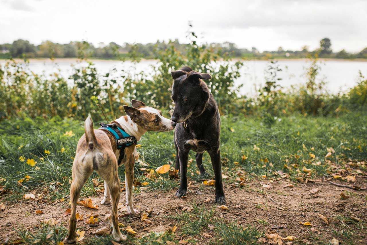 hund bellt andere hunde an