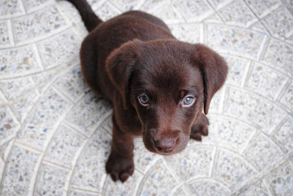 hund wird nicht stubenrein