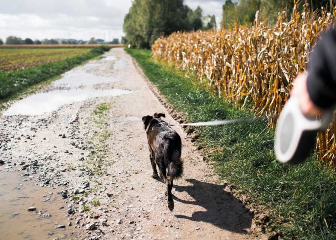 hund zieht an der leine abgewöhnen