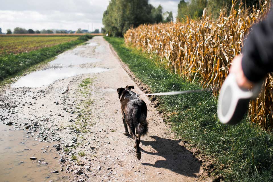 hund zieht an der leine abgewöhnen