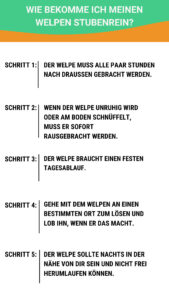 wie bekomme ich meinen Welpen stubenrein Grafik