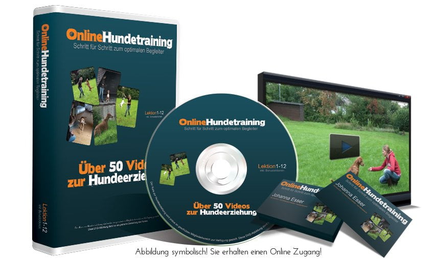 hundetraining online kurs