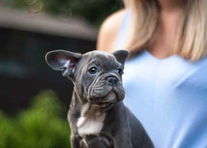 franzoesische bulldogge