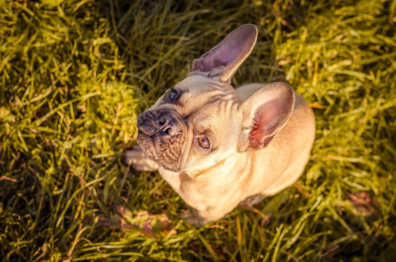 franzoesische bulldogge erziehen