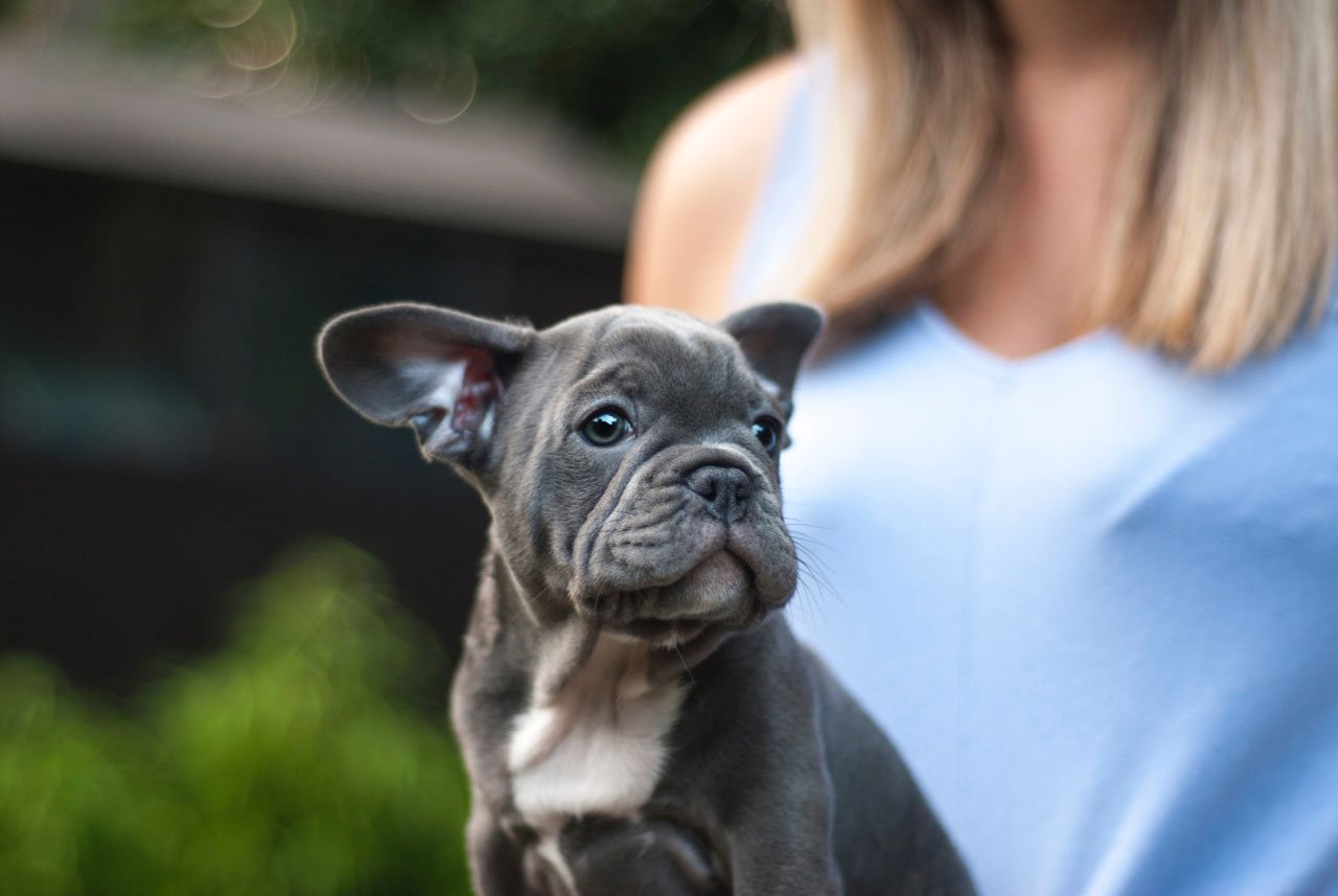 Französische Bulldogge Welpen - Preis, Erziehung