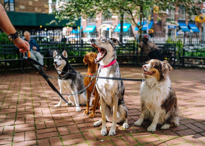 selbstgekochtes hundefutter rezepte