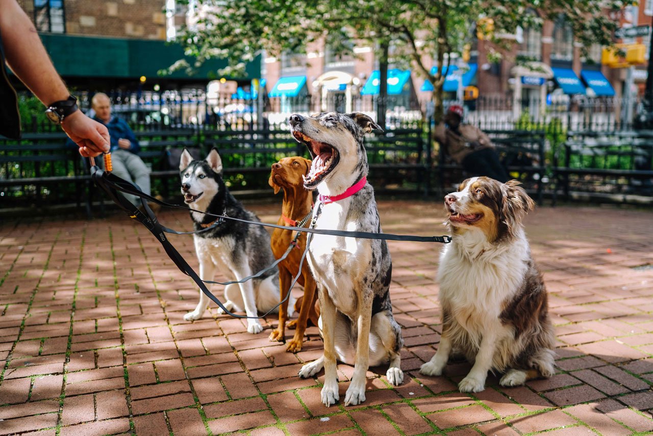 selbstgekochtes hundefutter rezepte