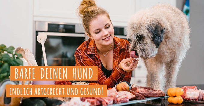 dogtisch academy erfahrungen