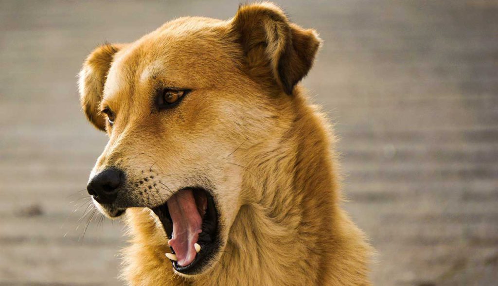 Maulkorb für den Hund die richtige Größe