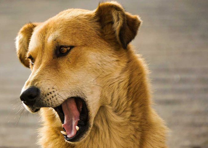 maulkorb Hund richtige größe