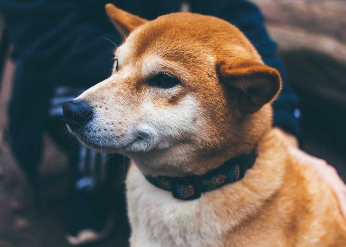 gps sender für hunde