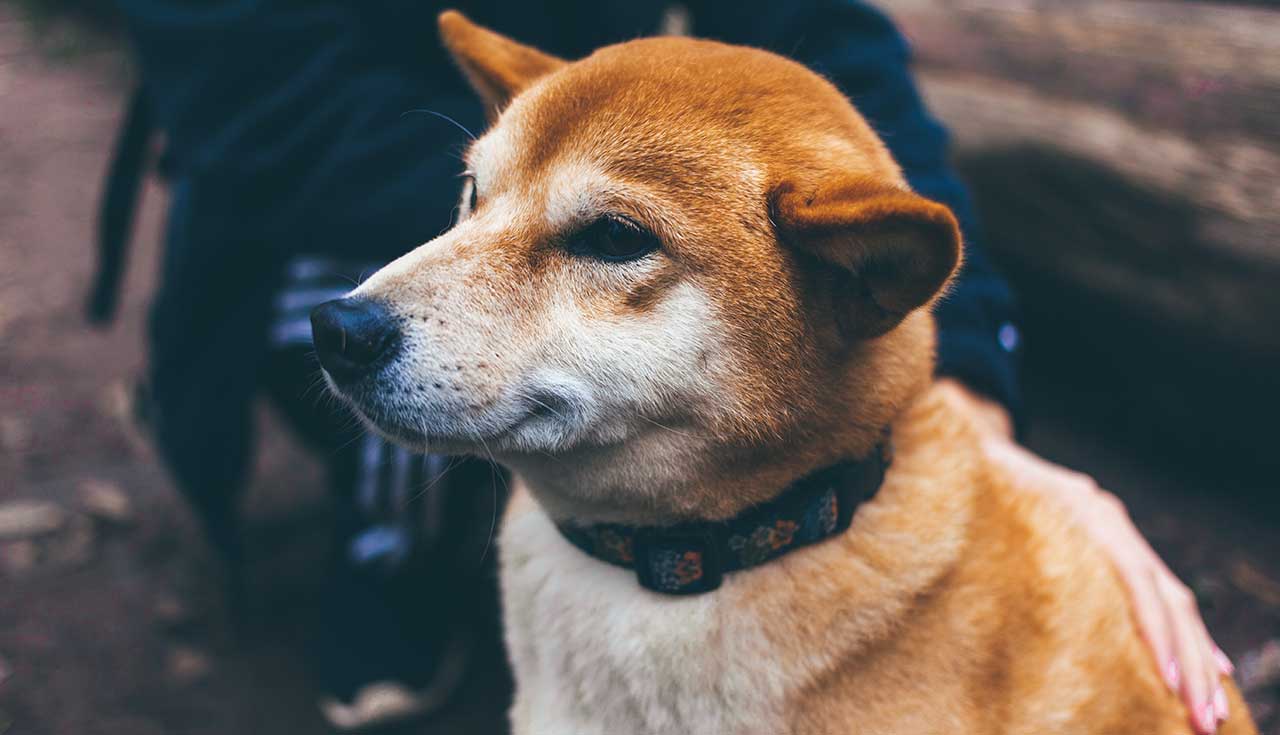 gps sender für hunde