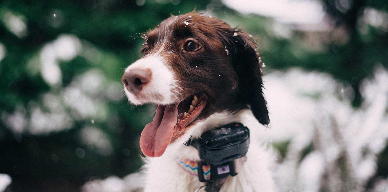 gps tracker hund test