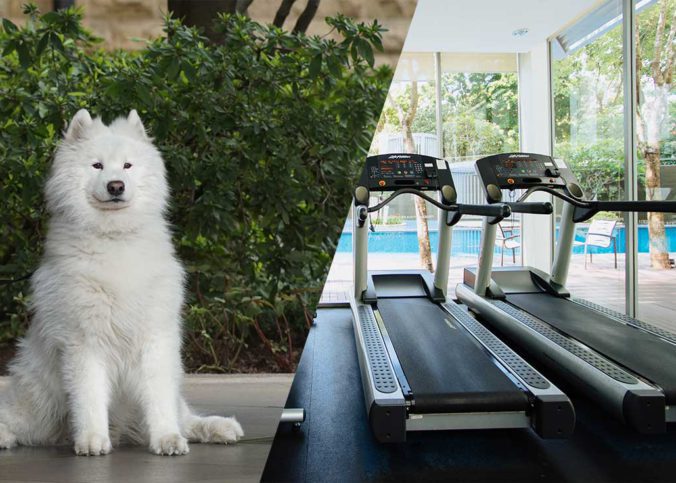 Laufband für Hunde kaufen