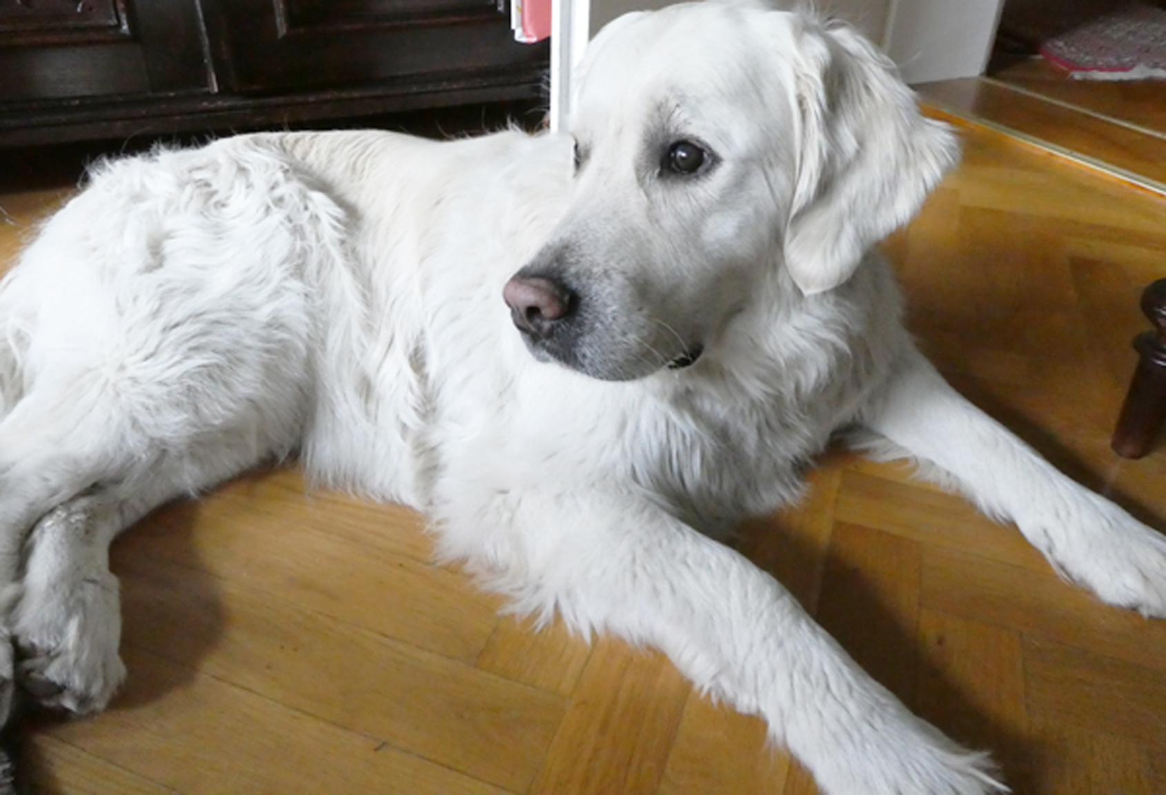 Lösung Hund pinkelt im Schlaf oder in die Wohnung