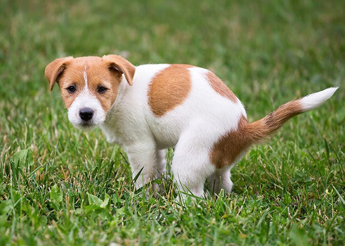 Hund pinkelt im Schalf