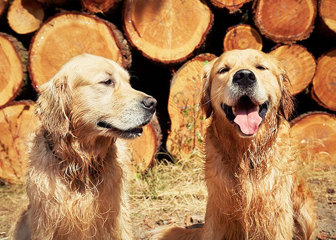 Golden Retriever Steckbrief