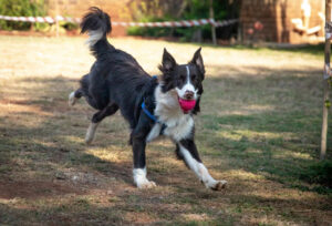 Border Collie Erziehung