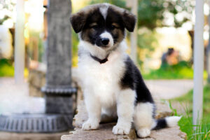 Border Collie Welpen Erziehung