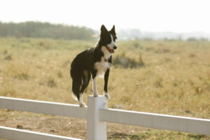 Border Collie hütet Schafe