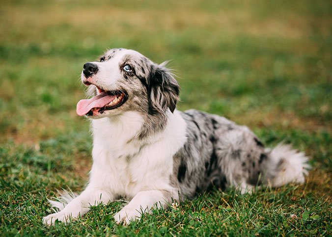 Border Collie Erziehung