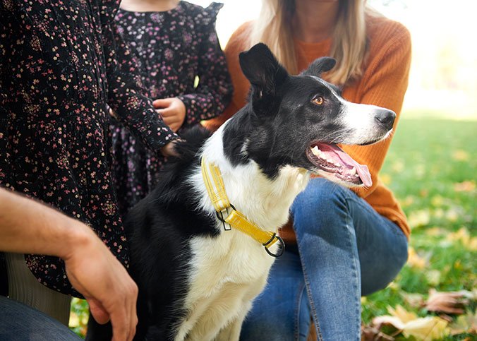 Border Collie Ruhe beibringen