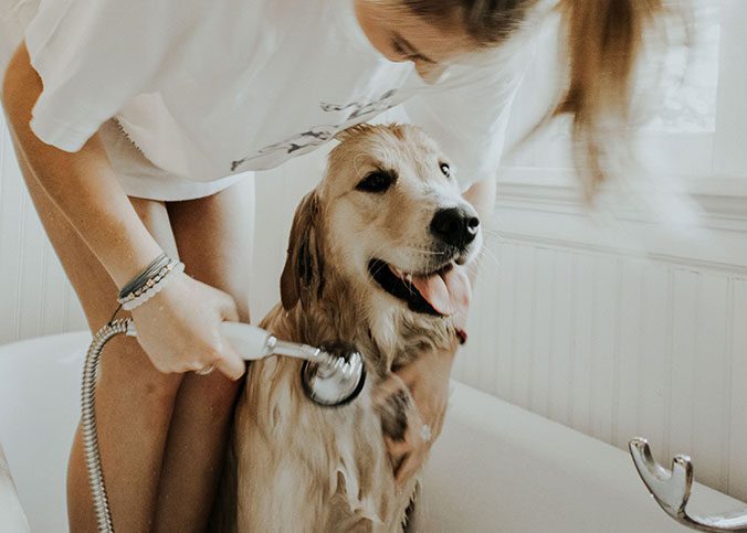 Hundeshampoo gegen Juckreiz und Milben