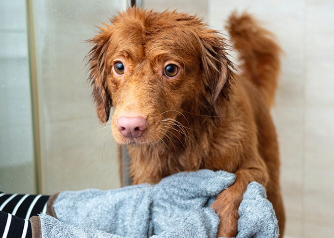 Shampoo für Hunde