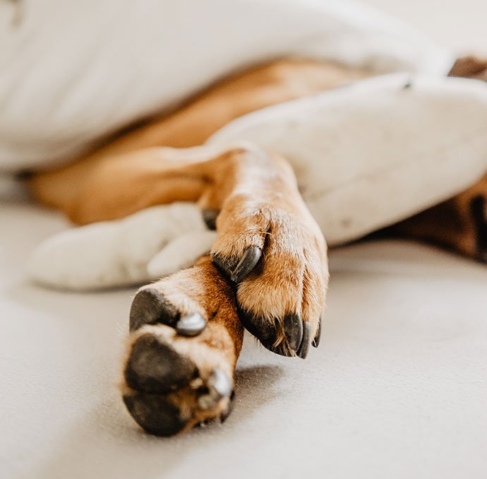  Schmerzmedikamente für Hunde