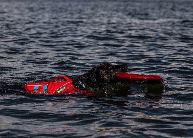 Schwimmwesten für Hunde im Test