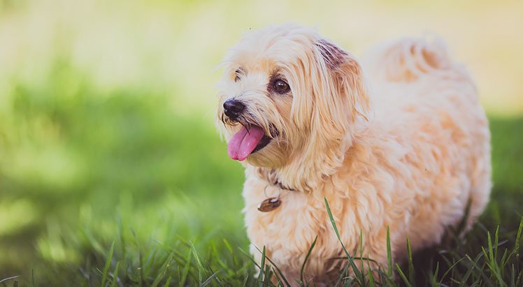 Erwachsenen Hund an Hundeklo gewöhnen