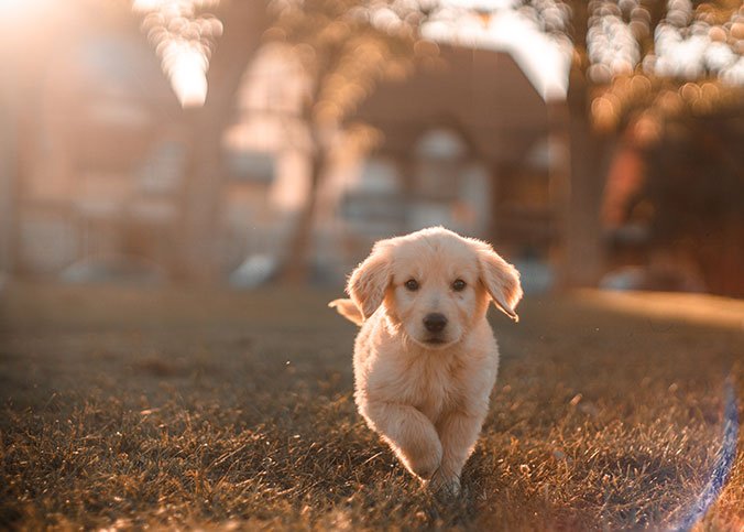 Hundeklo im Garten