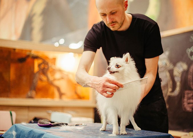 Hund scheren mit Haarschneidemaschine