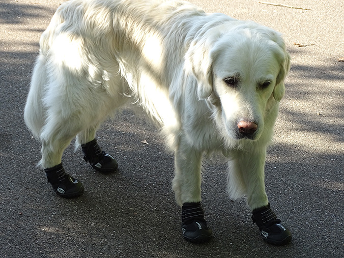 Hundeschuhe Erfahrungen