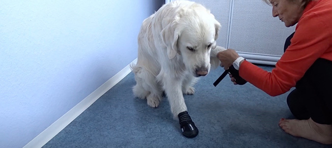 Hundeschuhe im Test