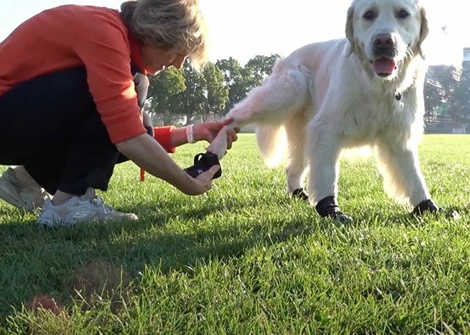 Pfotenschutz Hund Erfahrungen