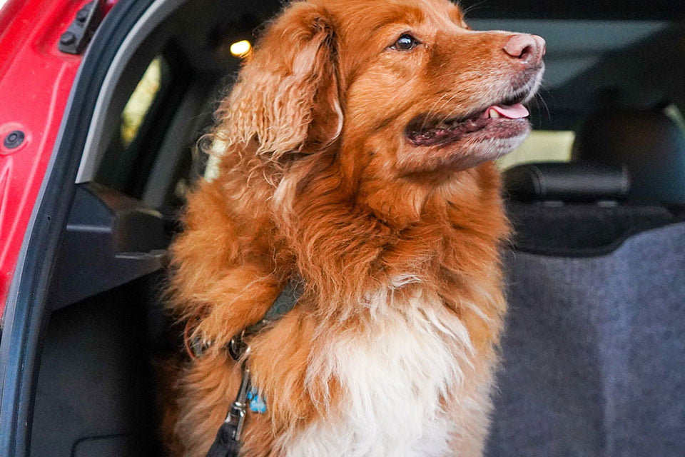 Hunde im Auto anschnallen