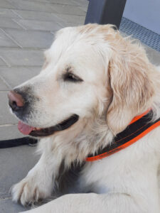 Haftpflichtversicherung für Hunde