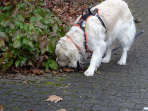 Mia schnuppert, Hunde Haftpflichtversicherung