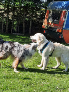 Hundehaftpflicht Helden de Erfahrungen