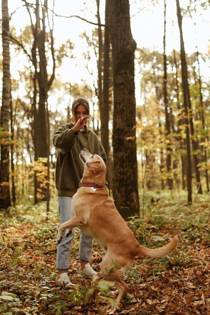 Haftpflicht für Hunde