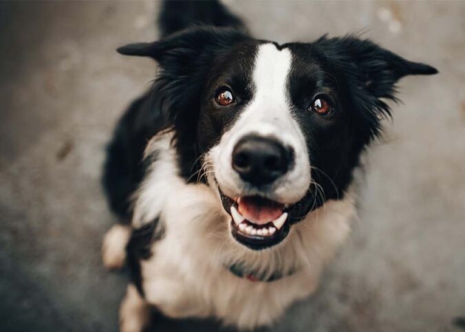 Hundehaftpflicht Versicherung