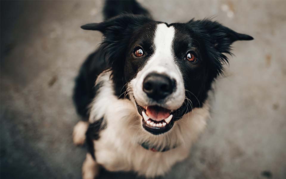 Hundehaftpflicht Versicherung