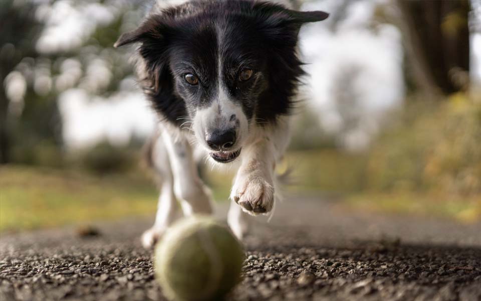 Hundehaftpflichtversicherung